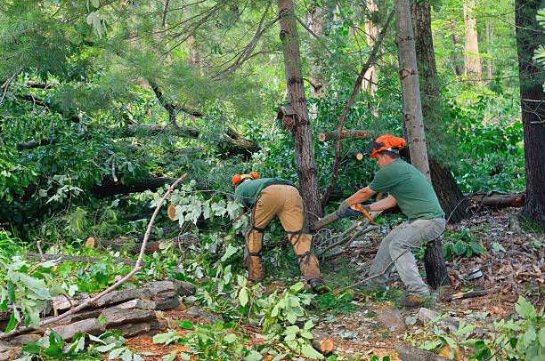 Best Tree Removal Near Me  in USA